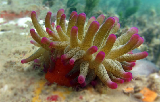 Condylactis_gigantea.jpg