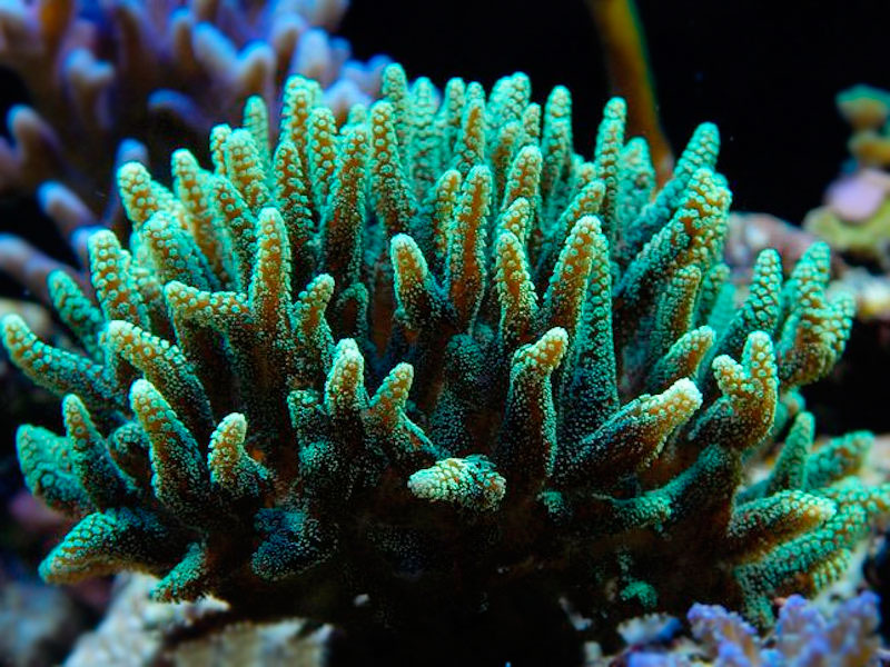 Seriatopora_caliendrum_green.jpg