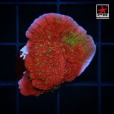 Montipora WWC Grafted, S
