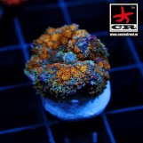 Rhodactis Golden Gonzo