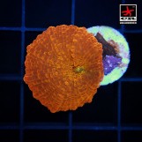 Jawbreaker mushroom Ultra Orange, S