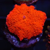 Jawbreaker mushroom Ultra Red/Green, S