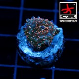 Discosoma