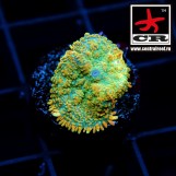 Rhodactis