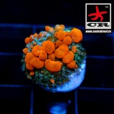 Sunkist Bounce Mushroom