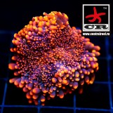 Ricordea Yuma Frozen Fire