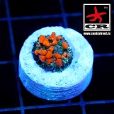 Sunkist Bounce Mushroom