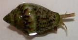 Collumbellid Sp. snail (Nano Conch) - Улитка Коллумбилида (Нано стромбус) M