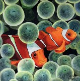 Картина Amphiprion Fish 20х20