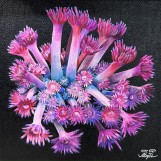 Картина Goniopora Vol.2 20х20