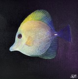 Картина Zebrasoma Scopas 30x30