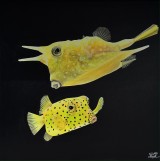 Картина Lactoria Cornuta &amp; Ostracion Cubicus 40x40