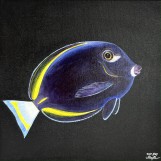 Картина Acanthurus Nigricans 30x30