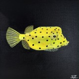 Картина Ostracion Cubicus 30x30