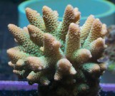 Acropora Sp - Акропора S