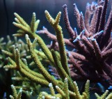 Acropora formosa - Акропора формоза XL