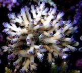 Acropora granulosa - Акропора гранулоза M