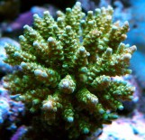 Acropora millepora - Акропора миллепора M