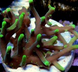 Acropora suharsonoi - Акропора трёхцветный олений рог L