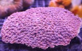 Astreopora Sp - Астреопора XL