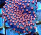 Cyphastrea Sp - Цифастрея S