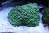 Diploastrea Sp - Диплоастрея XL