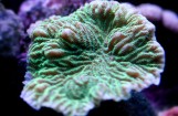 Merulina Sp - Мерулина L