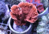Montipora Sp - Монтипора листовая чашевидная S