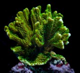 Montipora confusa - Монтипора розеточная L