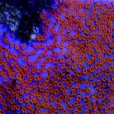Montipora danae - Монтипора супермен S