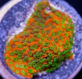 Montipora danae sunset - Монтипора данаи сансет M