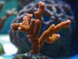 Montipora digitata - Монтипора дигитата L