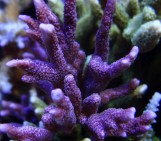Montipora digitata purple - Монтипора дигитата фиолетовая XL