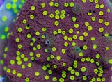 Montipora habanero - Монтипора хабанеро XL
