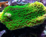 Montipora hoffmeisteri - Монтипора хоффмайстери S