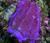 Montipora mollis - Монтипора моллис XL