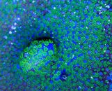 Montipora superman blue/green - Монтипора супермен сине-зеленая L