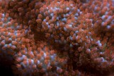Montipora Sp two colors - Монтипора двухцветная L