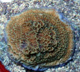 Montipora undata - Монтипора ундата XL