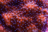 Mystic sunset montipora - Mистик сансет монтипора XL