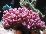Pocillopora Sp - Поциллопора L