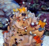 Porites Sp - Пориты L