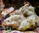 Porites Sp - Поритес XL