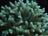 Seriatopora guttatus - Сериатопора птичье гнездо S