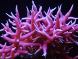 Seriatopora hystrix - Сериатопора розовая L