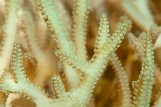 Seriatopora hystrix - Сериатопора желтая L