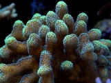 Stylophora Sp - Стилофора S