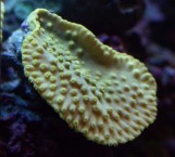 Turbinaria Sp - Турбинария M