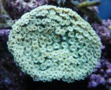 Turbinaria peltata - Ветвистая турбинария S