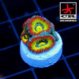 Micromussa Holy Grail